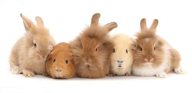 sandy_rabbits_and_guinea_pigs_bm7784