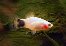 platy mickey mouse hvid